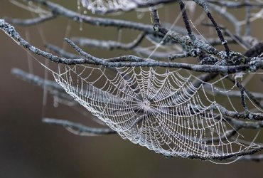 The Dandy Nest